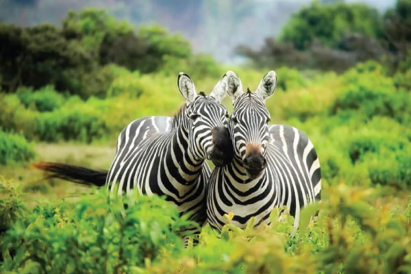 2 zebras taking a stroll